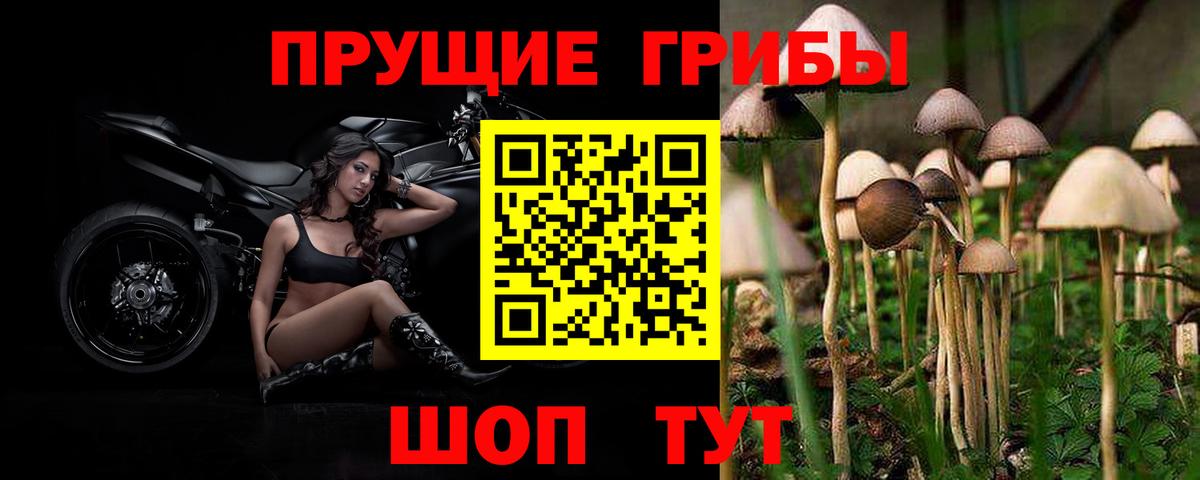 Псилоцибиновые грибы GOLDEN TEACHER  Вход с VPN  Каменск-Уральский  Псилоцибиновые грибы ЛСД 